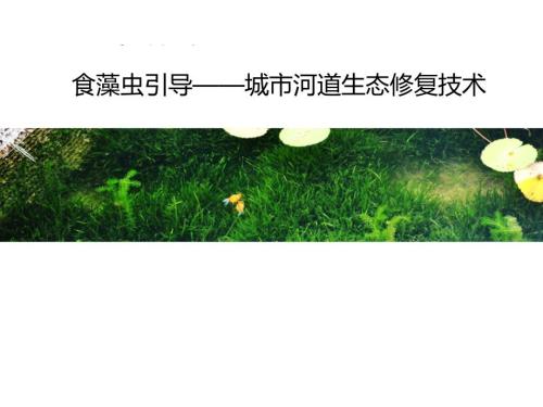 食藻蟲引導城市河道生態修復技術嘉賓演講PPT（27頁）