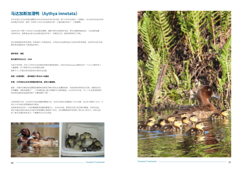 IUCN物種存續委員會（SSC）：神奇的淡水：50個標志性保護物種（2022）（英文版）（41頁）.pdf_第11頁